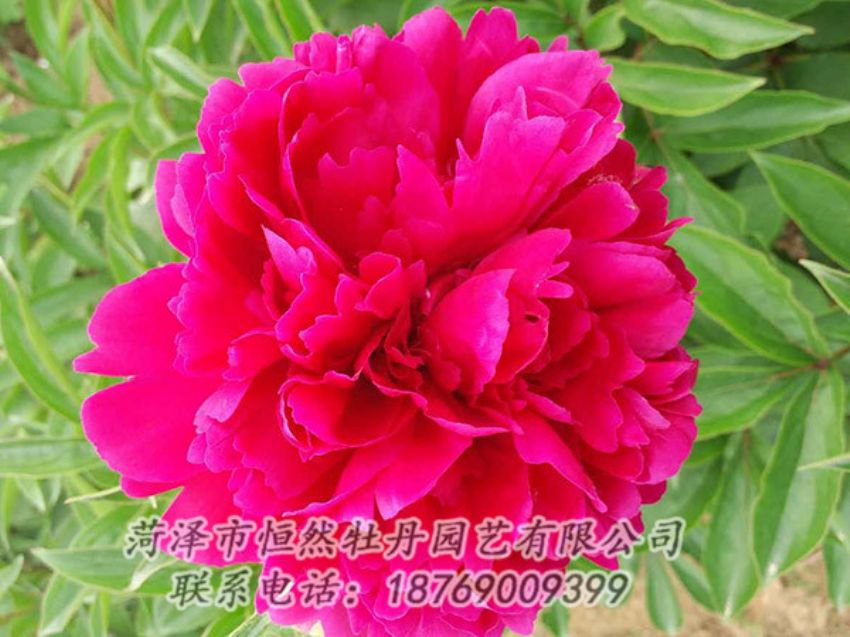 點(diǎn)擊查看詳細(xì)信息<br>標(biāo)題：紅色芍藥 閱讀次數(shù)：977