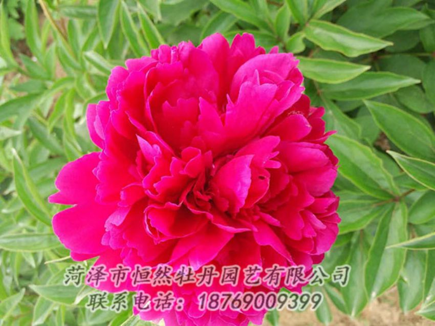 點(diǎn)擊查看詳細(xì)信息<br>標(biāo)題：紅色芍藥 閱讀次數(shù)：984