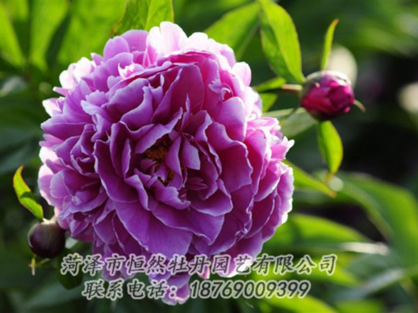 點(diǎn)擊查看詳細(xì)信息<br>標(biāo)題：紫色芍藥 閱讀次數(shù)：1213