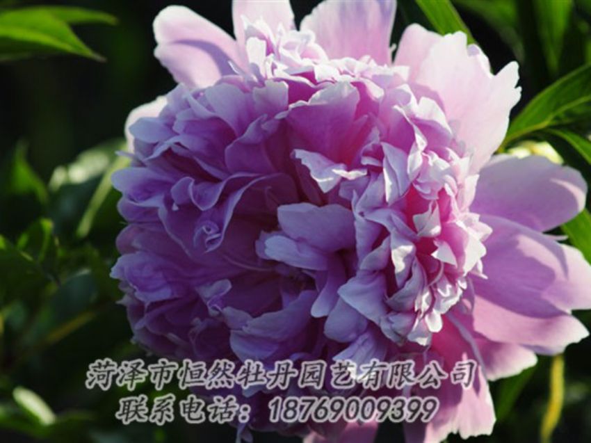 點(diǎn)擊查看詳細(xì)信息<br>標(biāo)題：藍(lán)菊 閱讀次數(shù)：1192