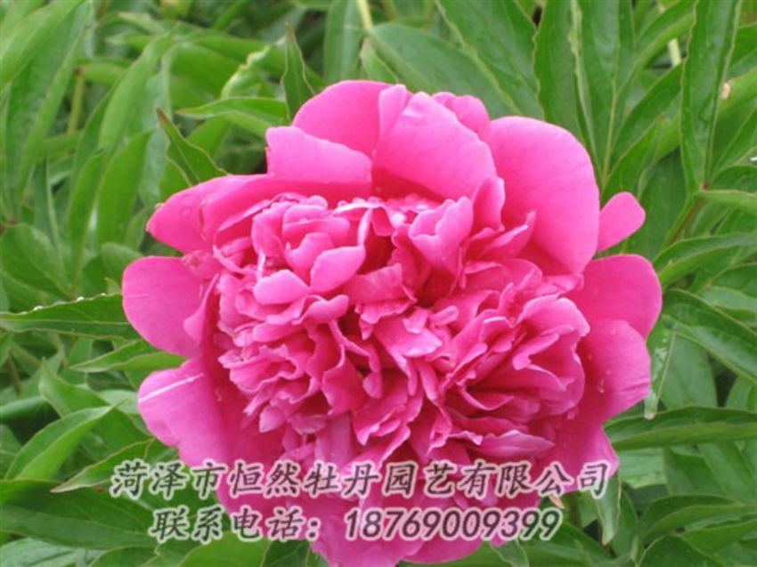 點(diǎn)擊查看詳細(xì)信息<br>標(biāo)題：永生紅 閱讀次數(shù)：1002