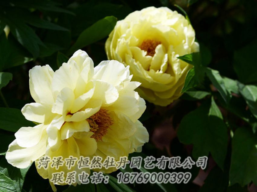 點(diǎn)擊查看詳細(xì)信息<br>標(biāo)題：黃色芍藥 閱讀次數(shù)：1163