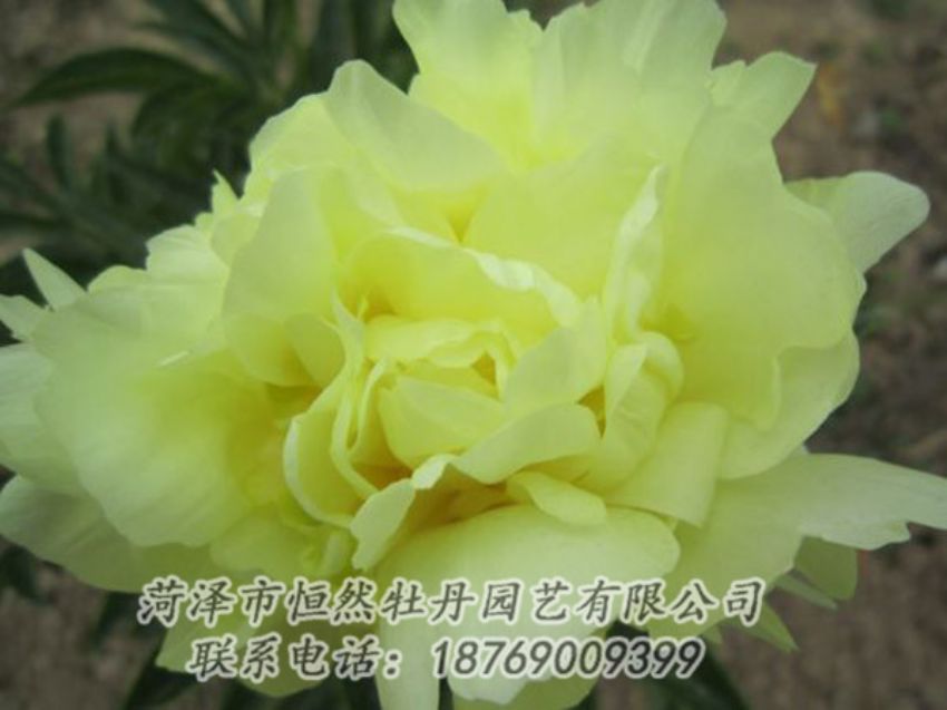 點(diǎn)擊查看詳細(xì)信息<br>標(biāo)題：黃色芍藥 閱讀次數(shù)：1184