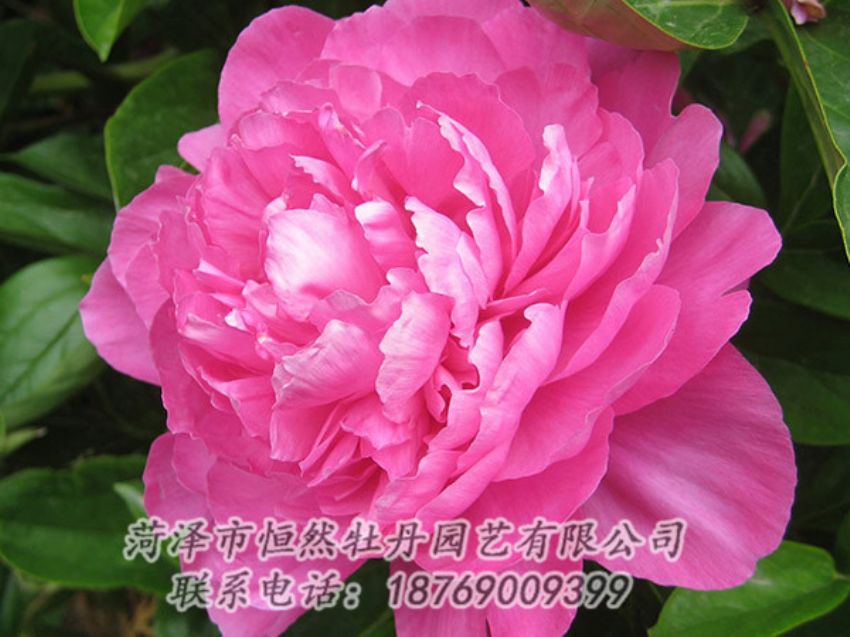 點(diǎn)擊查看詳細(xì)信息<br>標(biāo)題：紅色芍藥 閱讀次數(shù)：1027