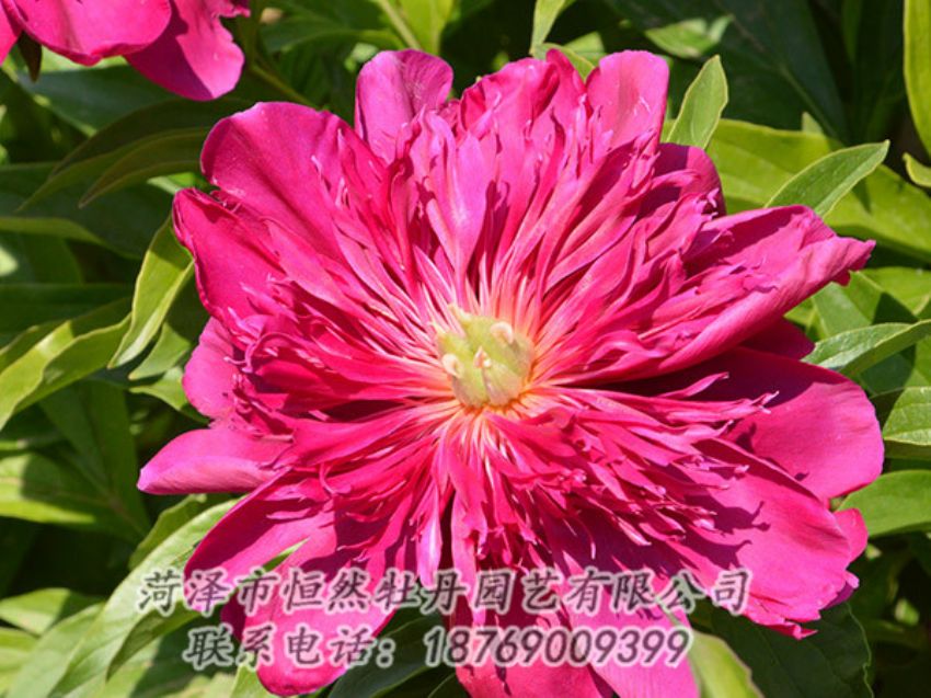 點(diǎn)擊查看詳細(xì)信息<br>標(biāo)題：紅色芍藥 閱讀次數(shù)：1071