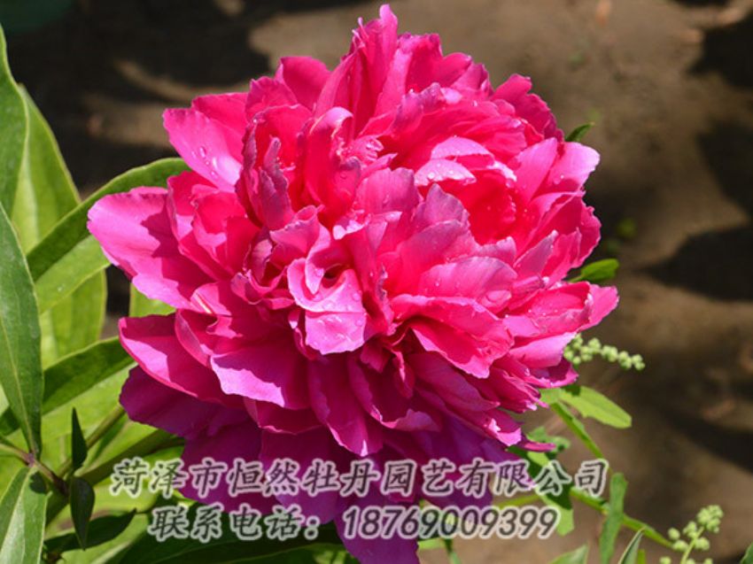 點(diǎn)擊查看詳細(xì)信息<br>標(biāo)題：紅色芍藥 閱讀次數(shù)：1083