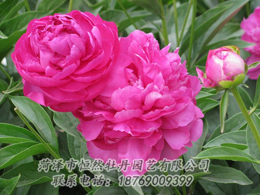 點(diǎn)擊查看詳細(xì)信息<br>標(biāo)題：紅色芍藥 閱讀次數(shù)：1118