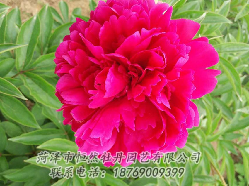 點(diǎn)擊查看詳細(xì)信息<br>標(biāo)題：紅色芍藥 閱讀次數(shù)：1196