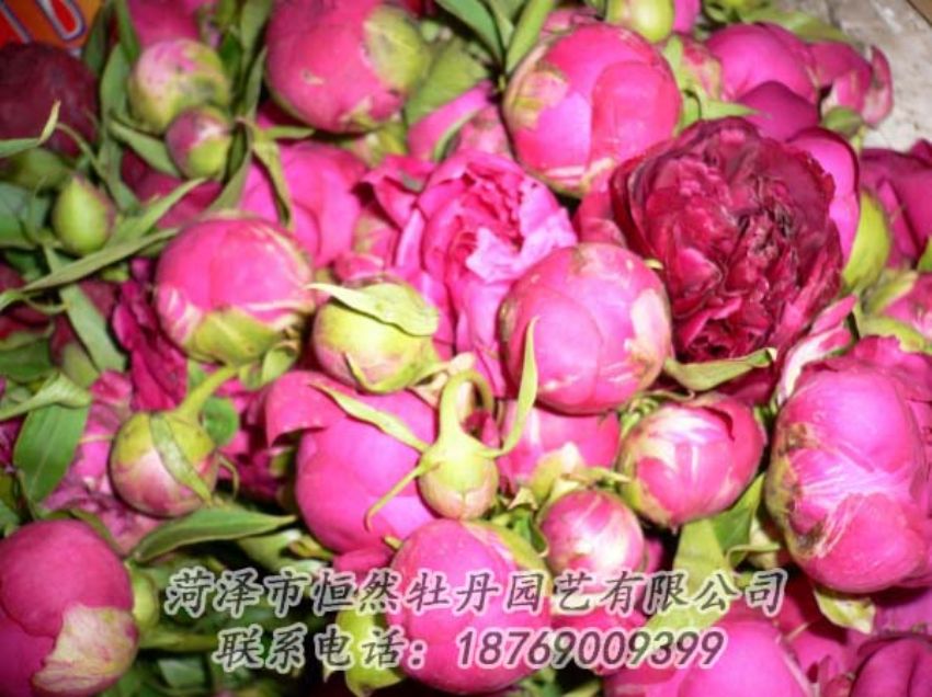 點擊查看詳細信息<br>標(biāo)題：芍藥切花 閱讀次數(shù)：1954